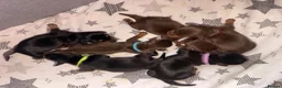 Miniature Dachshund dogs for sale: Miniature dachshund puppies - Advert 6