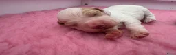 Cocker Spaniel dogs for sale: WCS Puppies from health tested KC Parents  - Advert 16