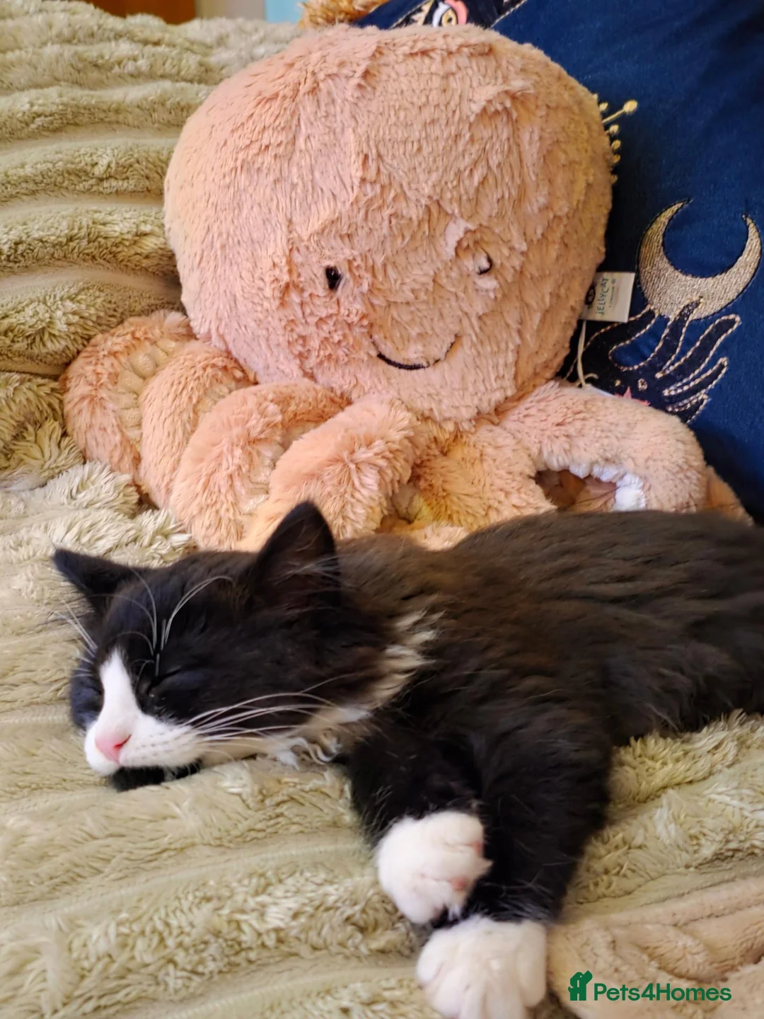 Mixed Breed cats for sale: Two fluffy male kittens looking for loving homes - Advert 10
