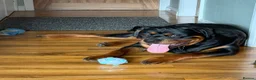 Rottweiler dogs for sale: KC Reg 10 month Rottweiler Gorgeous Boy in Leeds - Advert 1