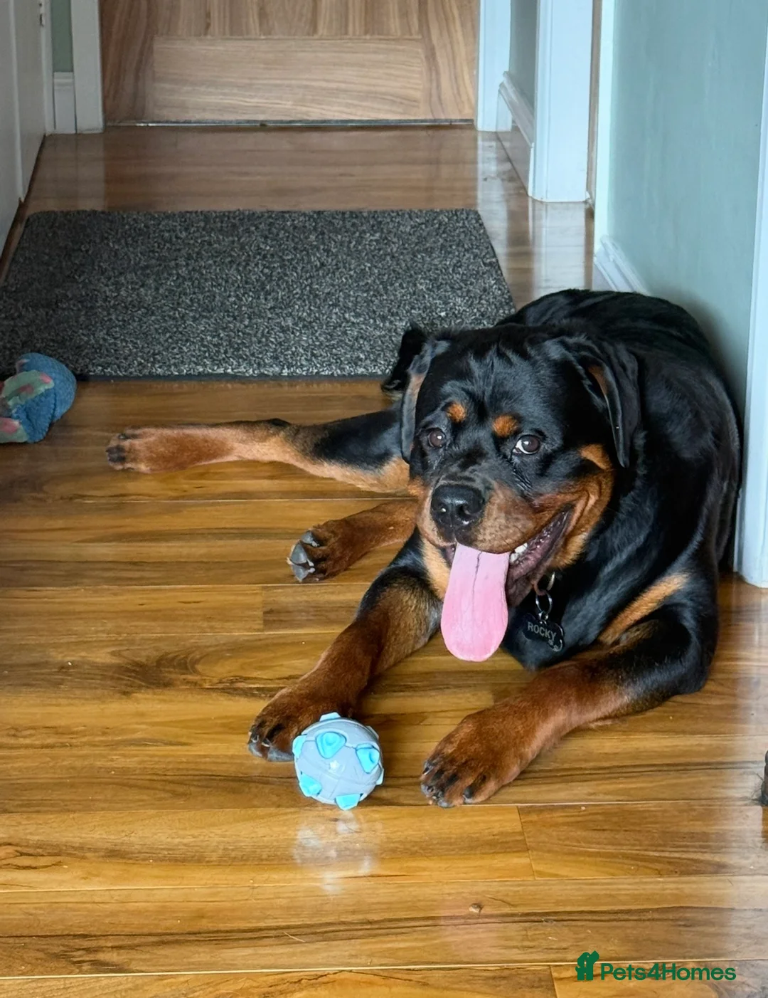 Rottweiler dogs for sale: KC Reg 10 month Rottweiler Gorgeous Boy in Leeds - Advert 1