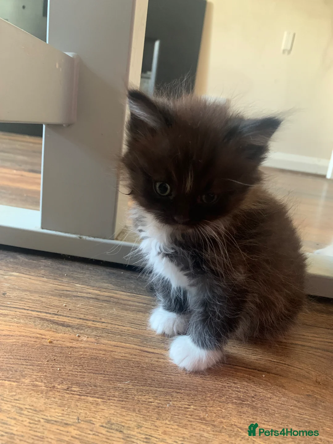 Mixed Breed cats for sale: Two Kittens For Sale - Advert 2