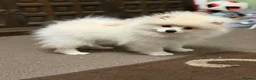 Pomeranian dogs for sale: Super litter of 4 Beautiful Pomeranian Girls  - Advert 2