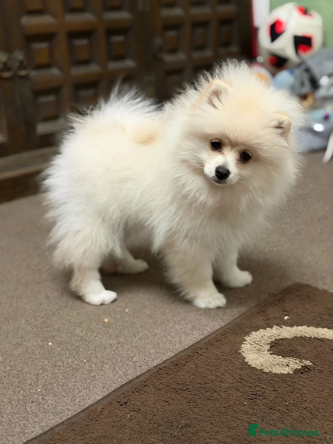 Pomeranian dogs for sale: Super litter of 4 Beautiful Pomeranian Girls  - Advert 2