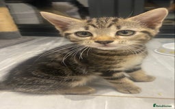 Mixed Breed cats for sale: Adorable kittens looking for their forever home 🐾 - Image 13