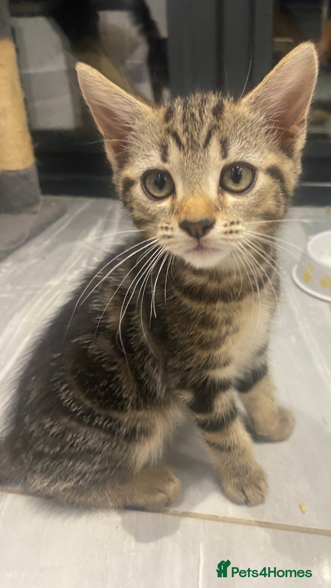 Mixed Breed cats for sale: Adorable kittens looking for their forever home 🐾 - Image 13