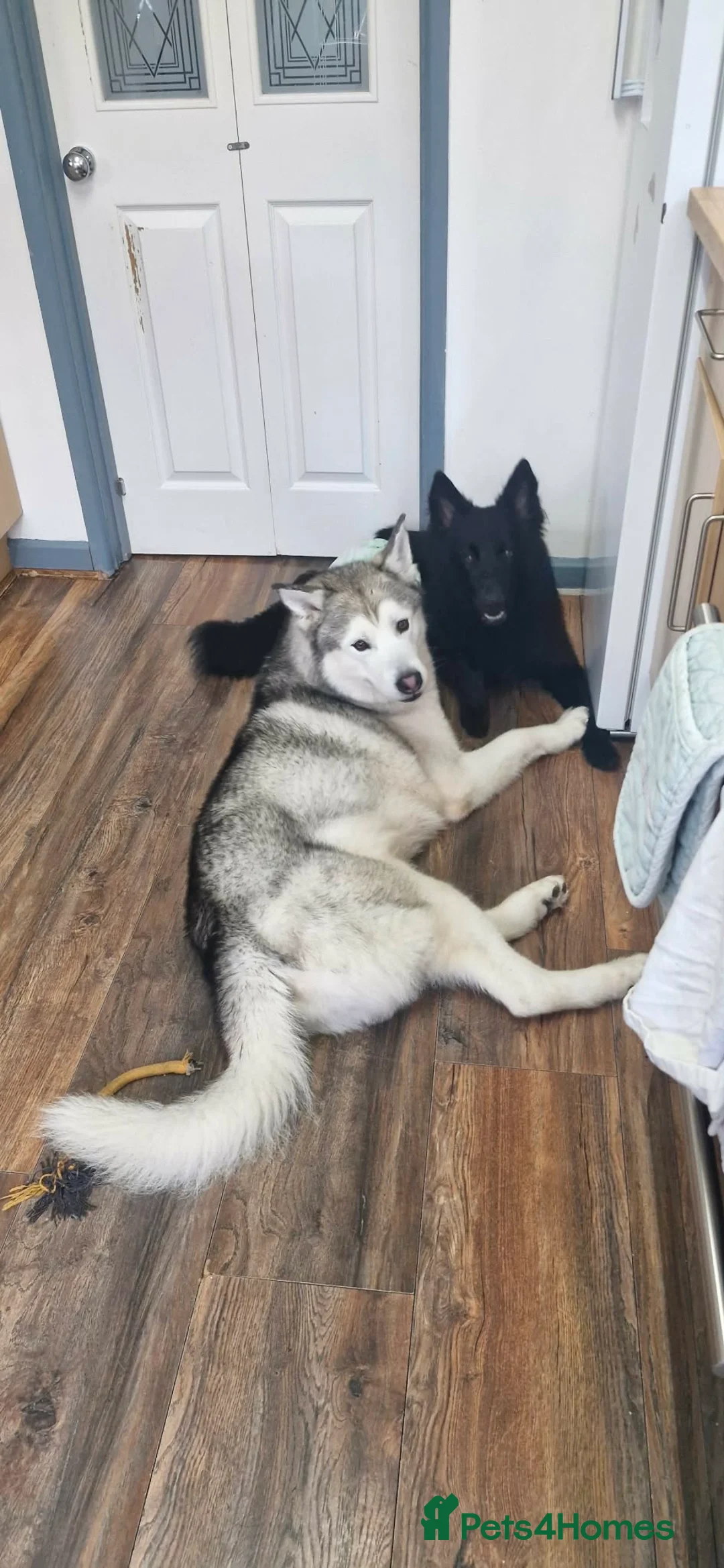 Mixed Breed dogs for sale: German sheperd Malamute  - Advert 22