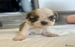 Shih Tzu dogs for sale: Beautiful litter of Shih tzu puppy’s  - Image 12