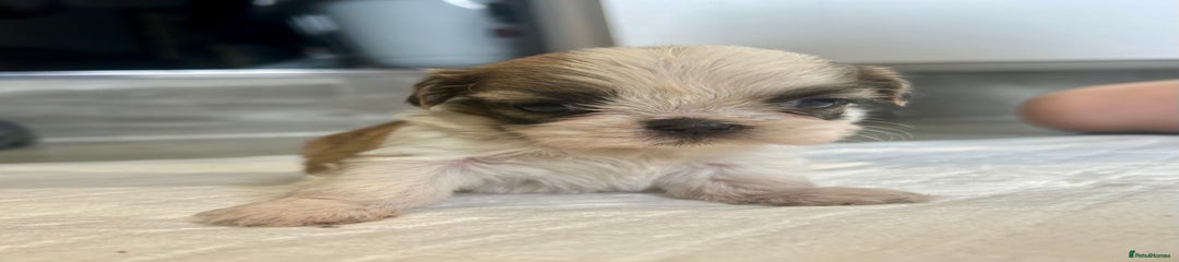 Shih Tzu Puppy 4