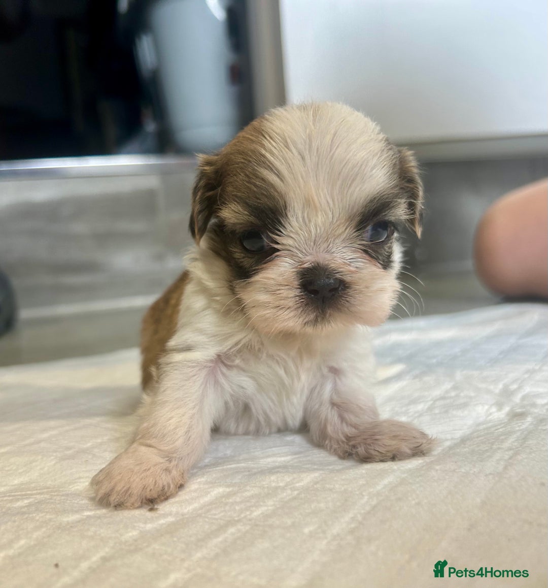 Shih Tzu dogs for sale: Beautiful litter of Shih tzu puppy’s  - Image 12