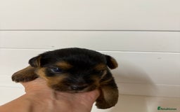 Norfolk Terrier dogs for sale: Norfolk Terriers for sale 🐶 - Image 16