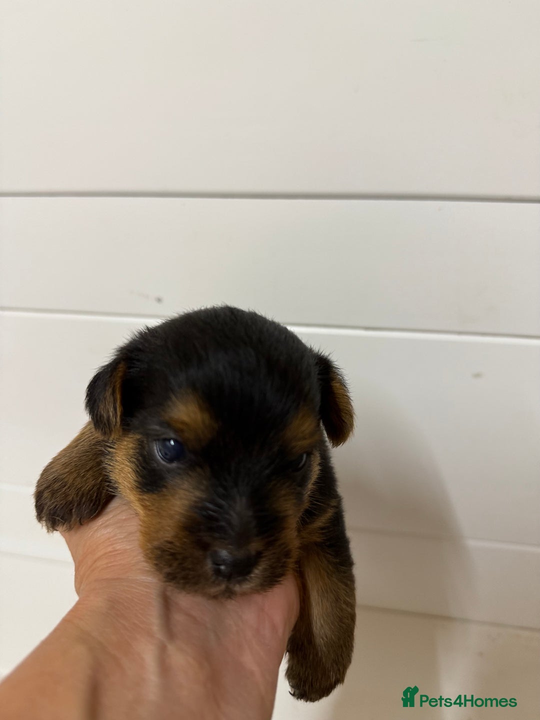 Norfolk Terrier dogs for sale: Norfolk Terriers for sale 🐶 - Image 16