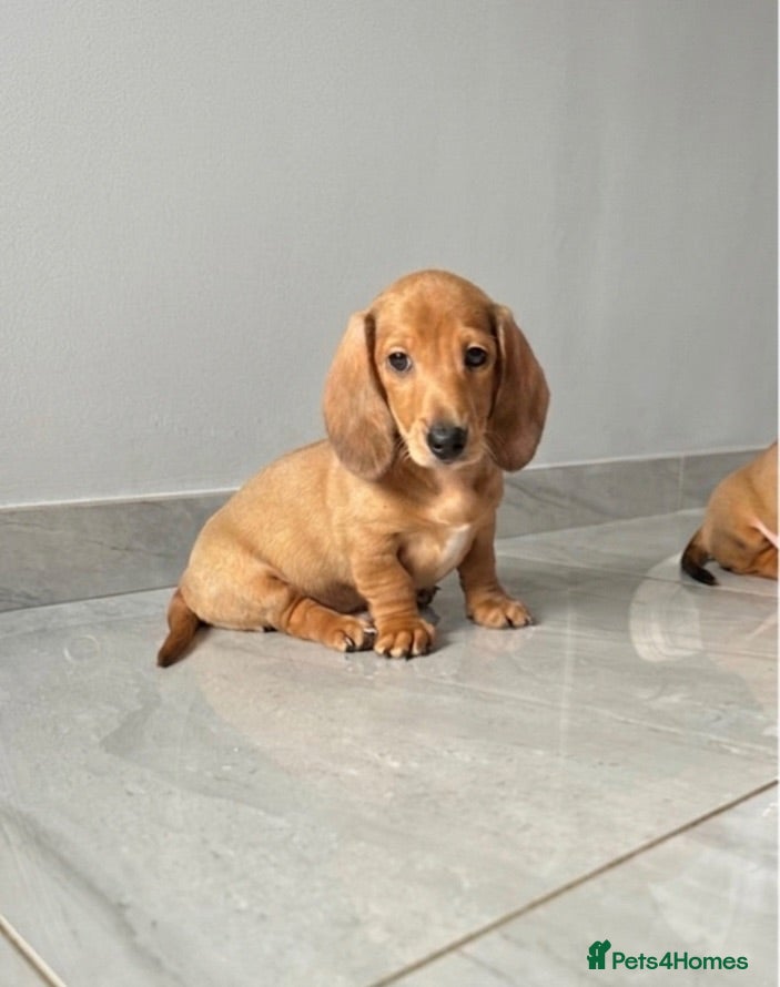 Miniature Dachshund dogs Adorable mini smoothe dachshund puppies - Advert 4