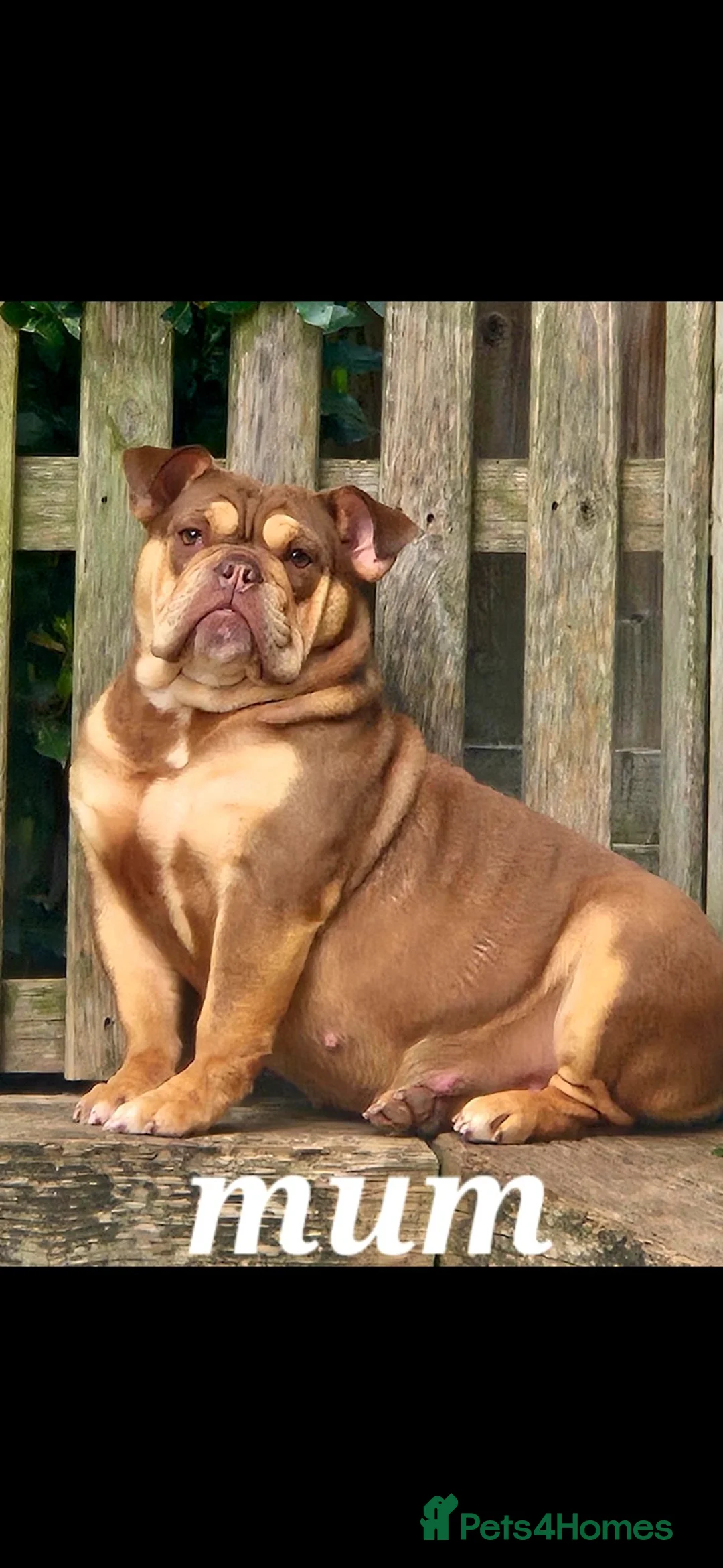 English Bulldog dogs for sale: KC ENGLISH BULLDOG PUPS  - Advert 9