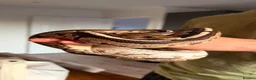 Python Snake reptiles for sale: Ball Python in Wirral - Advert 3