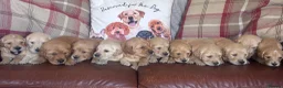 Golden Retriever dogs for sale: Beautiful KC Reg Golden Retriever puppies!!  - Advert 16