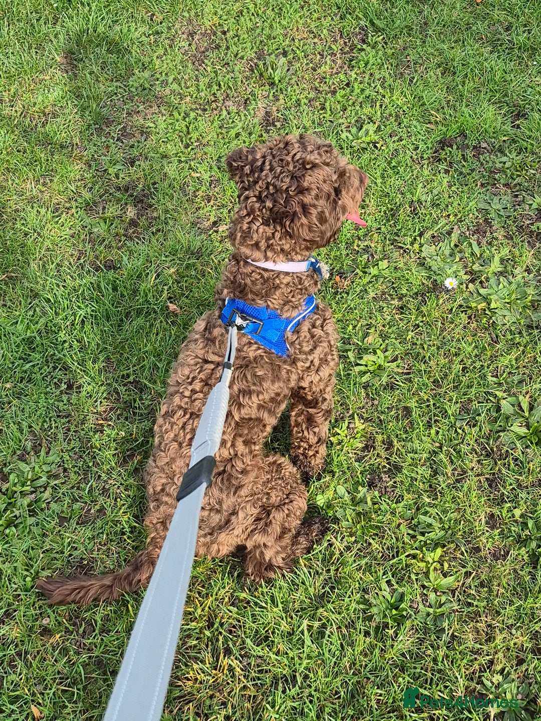 Cockapoo dogs for sale: Cockapoo for Sale - Image 4