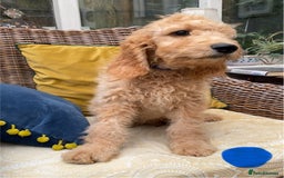 Irish Doodle dogs for sale: F1 Standard Irish Doodle Puppies  - Image 12