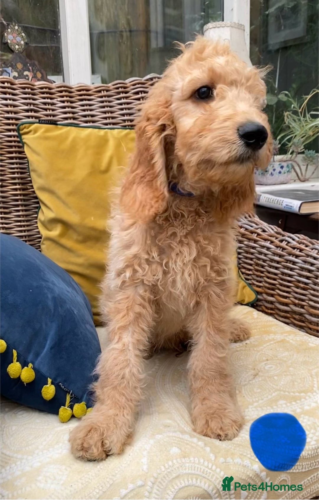 Irish Doodle dogs for sale: F1 Standard Irish Doodle Puppies  - Image 12