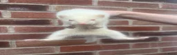 Ferret rodents for sale: Hob Ferrets - Advert 4