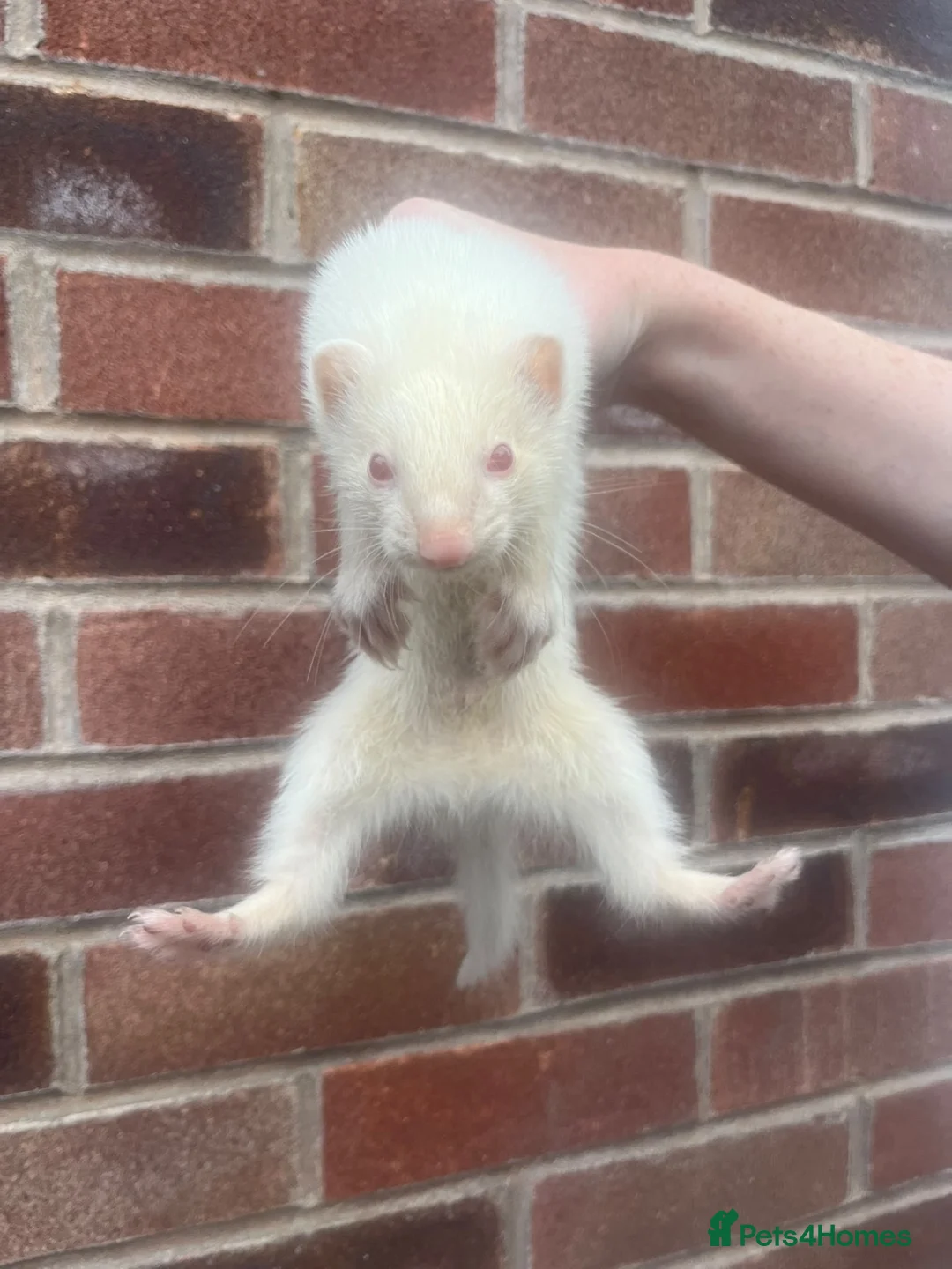 Ferret rodents for sale: Hob Ferrets - Advert 4