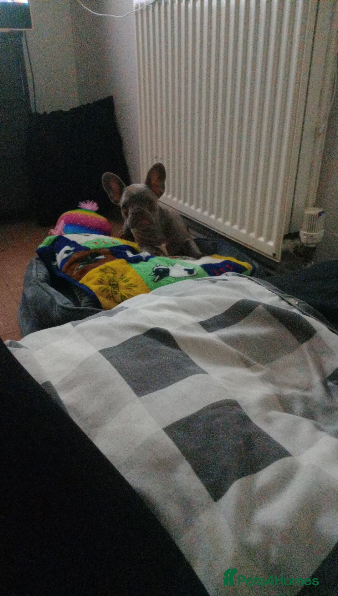 French Bulldog dogs for sale: French bulldog (silver/blue) - Image 3