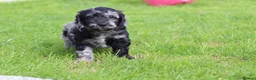 Cockapoo dogs for sale: Beautiful Cockapoo puppies for sale  - Advert 23