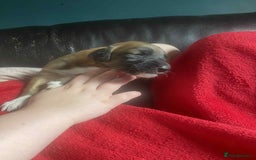 Mixed Breed dogs for sale: 3 tan girls remaining  - Image 17