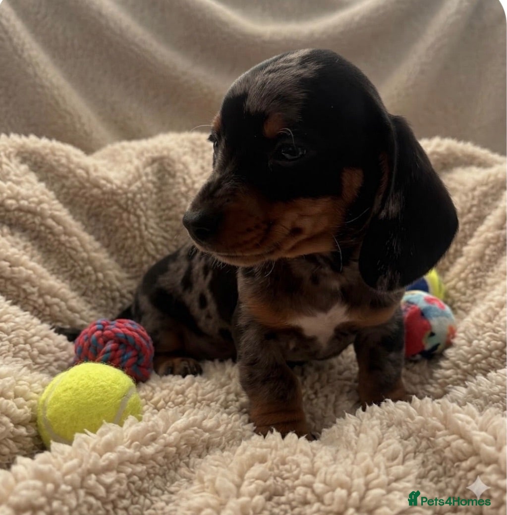 Miniature Dachshund dogs rainbow 🌈 litter of miniature dachshunds  - Advert 3
