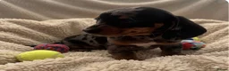 Miniature Dachshund dogs for sale: rainbow 🌈 litter of miniature dachshunds  - Advert 5