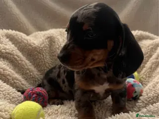 Miniature Dachshund dogs rainbow 🌈 litter of miniature dachshunds - Advert 3