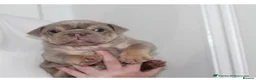 English Bulldog dogs for sale: Beautiful lilic & tan bulldog puppys - Advert 6