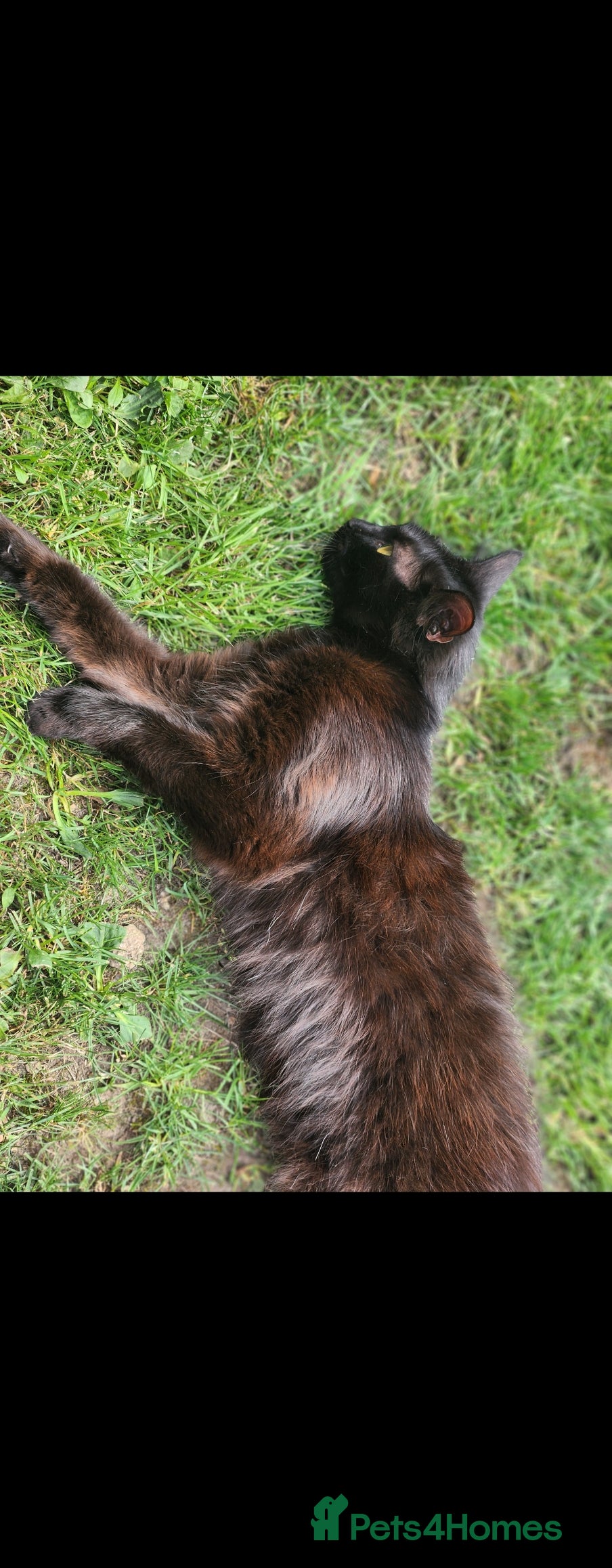 Mixed Breed cats 2 black boys, 1 black female, 1 black/white female - Advert 1