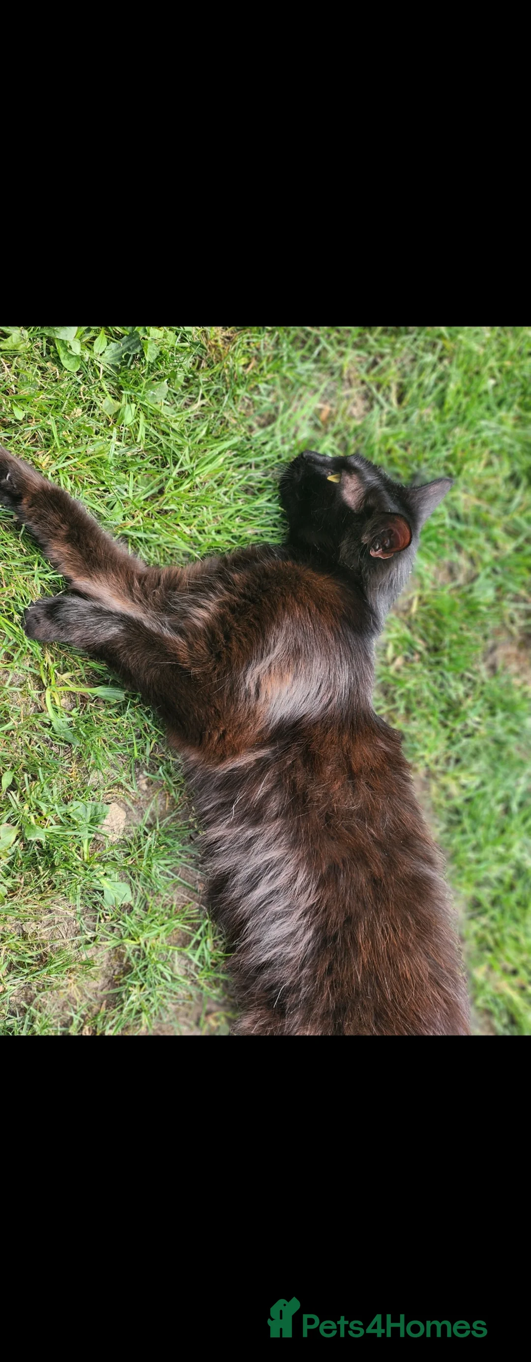 Mixed Breed cats for sale: 2 black boys, 1 black female, 1 black/white female in Bedworth - Advert 1