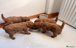 Cavapoo dogs for sale: Premium F1B Toy Red Cavapoo - 2 LEFT - Image 11