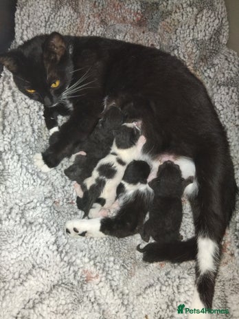 Domestic Shorthair cats - Advert 4