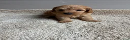 Cavapoo dogs for sale: 🐶Gorgeous gold&white cavapoos🐶 - Advert 18