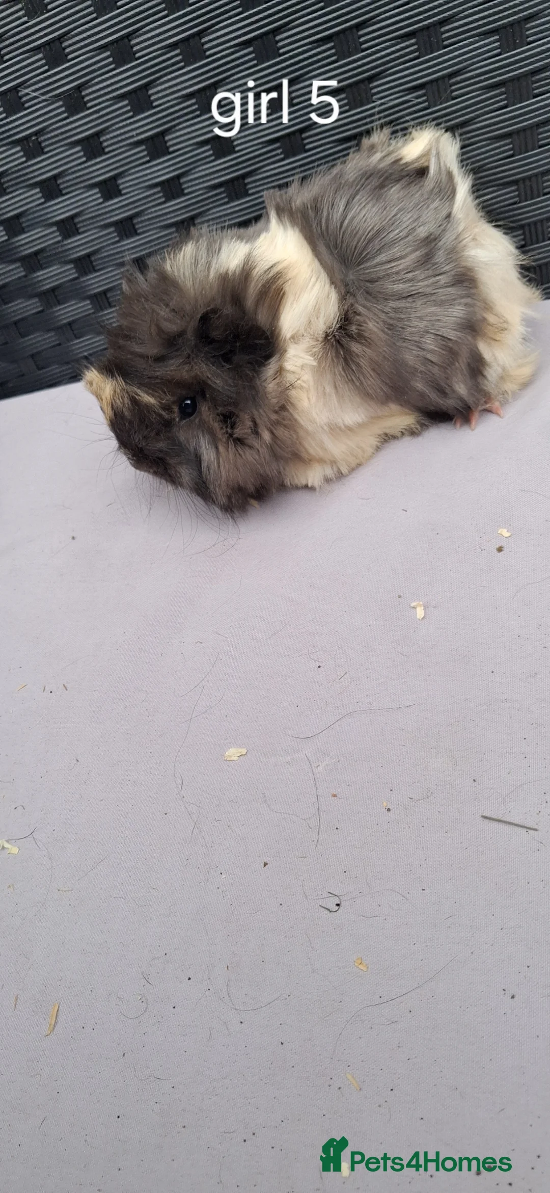Guinea Pig rodents for sale: Baby boys and baby girl guinea pigs - Advert 1