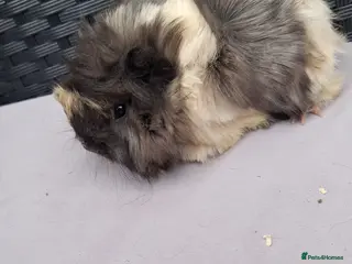 Guinea Pig rodents Baby boys and baby girl guinea pigs - Advert 1