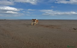 Japanese Shiba Inu dogs for stud: Multiple Proven Shiba Inu Champion Stud 24 month in Leeds - Image 9