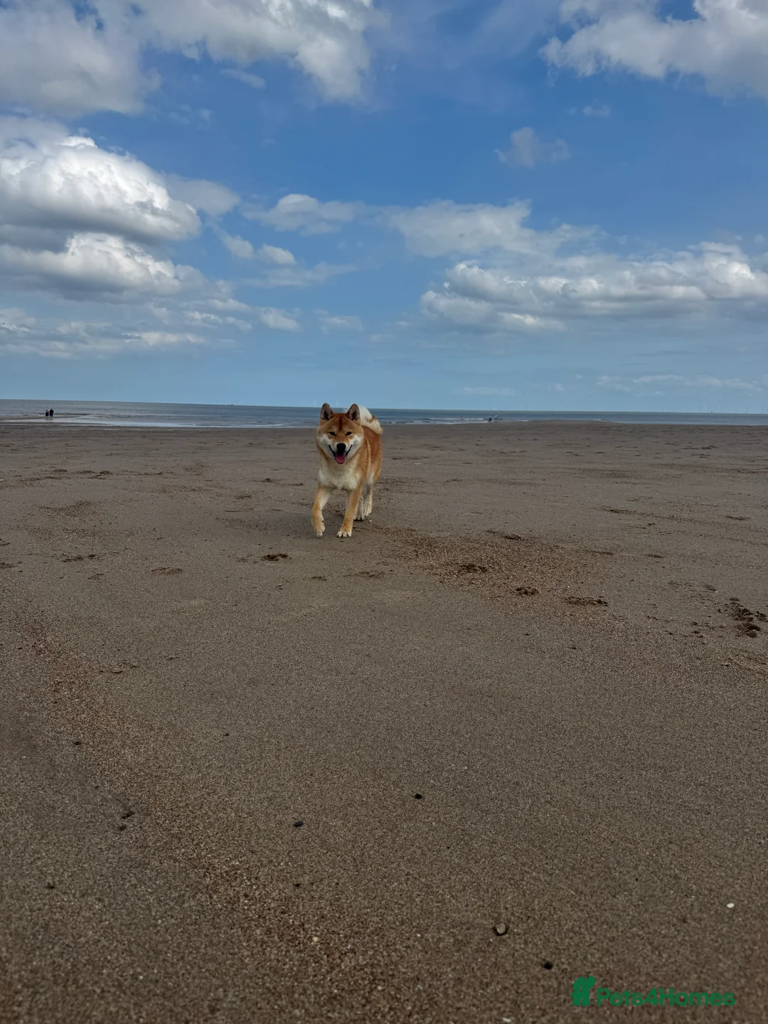 Japanese Shiba Inu dogs for stud: Multiple Proven Shiba Inu Champion Stud 24 month in Leeds - Advert 9