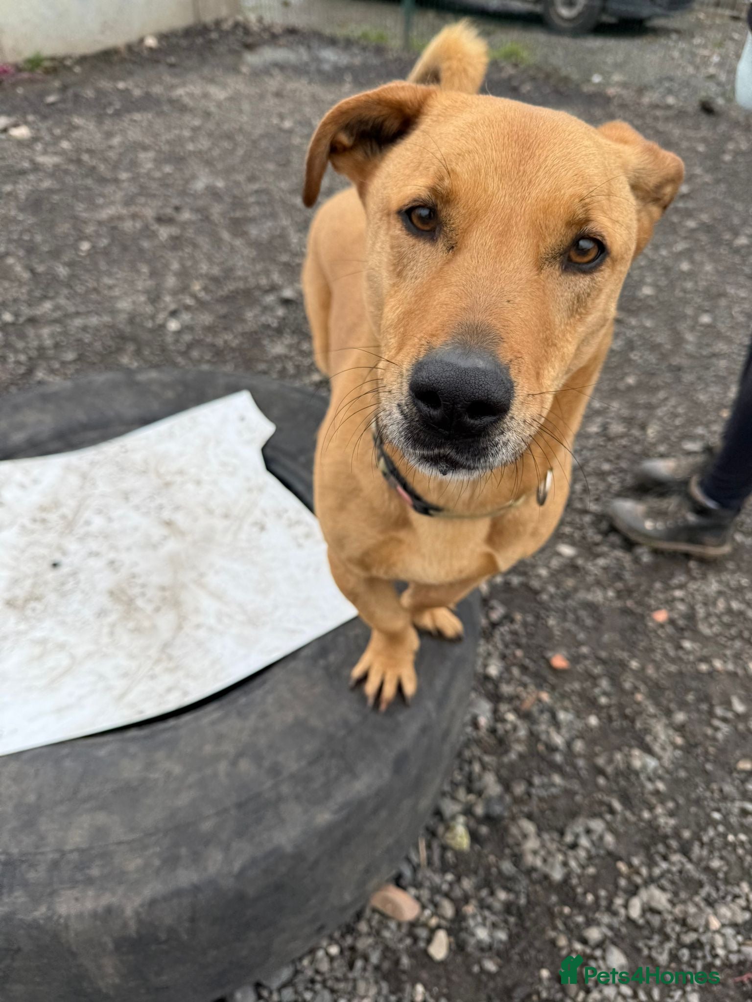 Mixed Breed dogs for adoption: Stevie 💙 - Advert 4