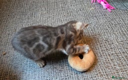 Bengal cats for sale: Registered Pure Bengal Babies Browns and Blues  - Image 2