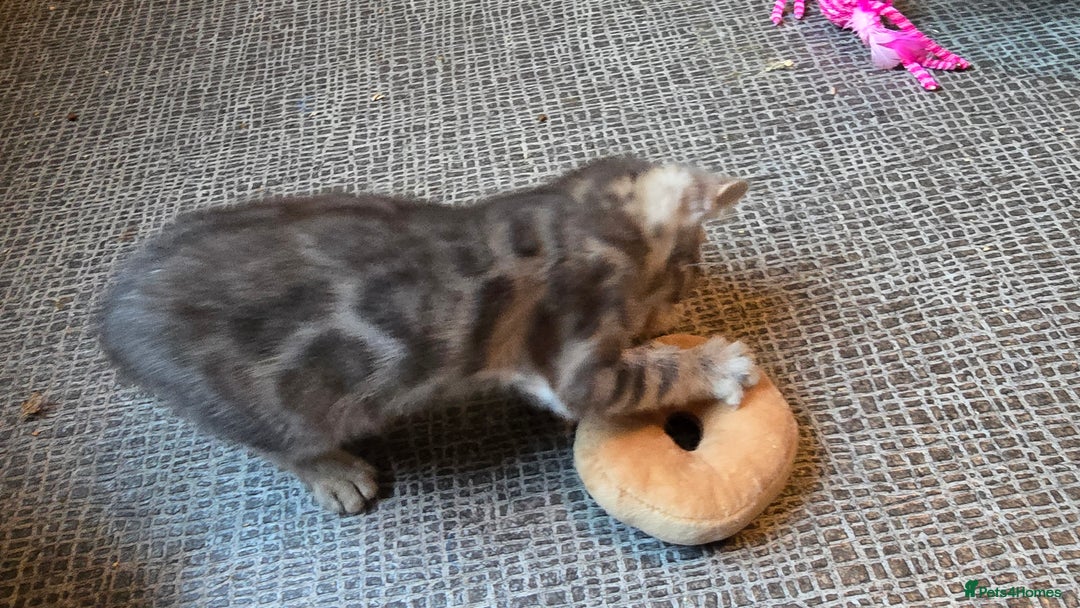 Bengal cats for sale: Registered Pure Bengal Babies Browns and Blues  - Image 2