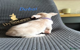 Oriental cats for sale: 2 boys TICA - Image 3