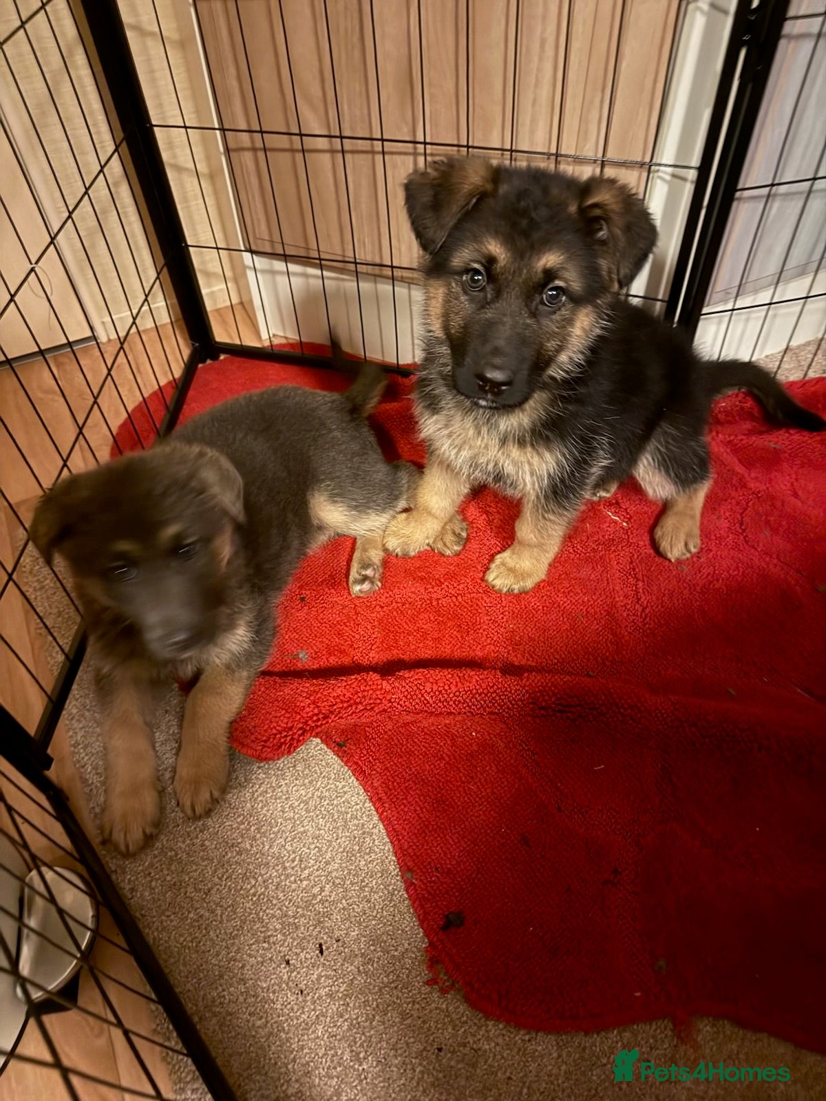 German Shepherd dogs German shepherd puppies - Advert 4