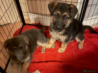 German Shepherd dogs German shepherd puppies - Advert 4