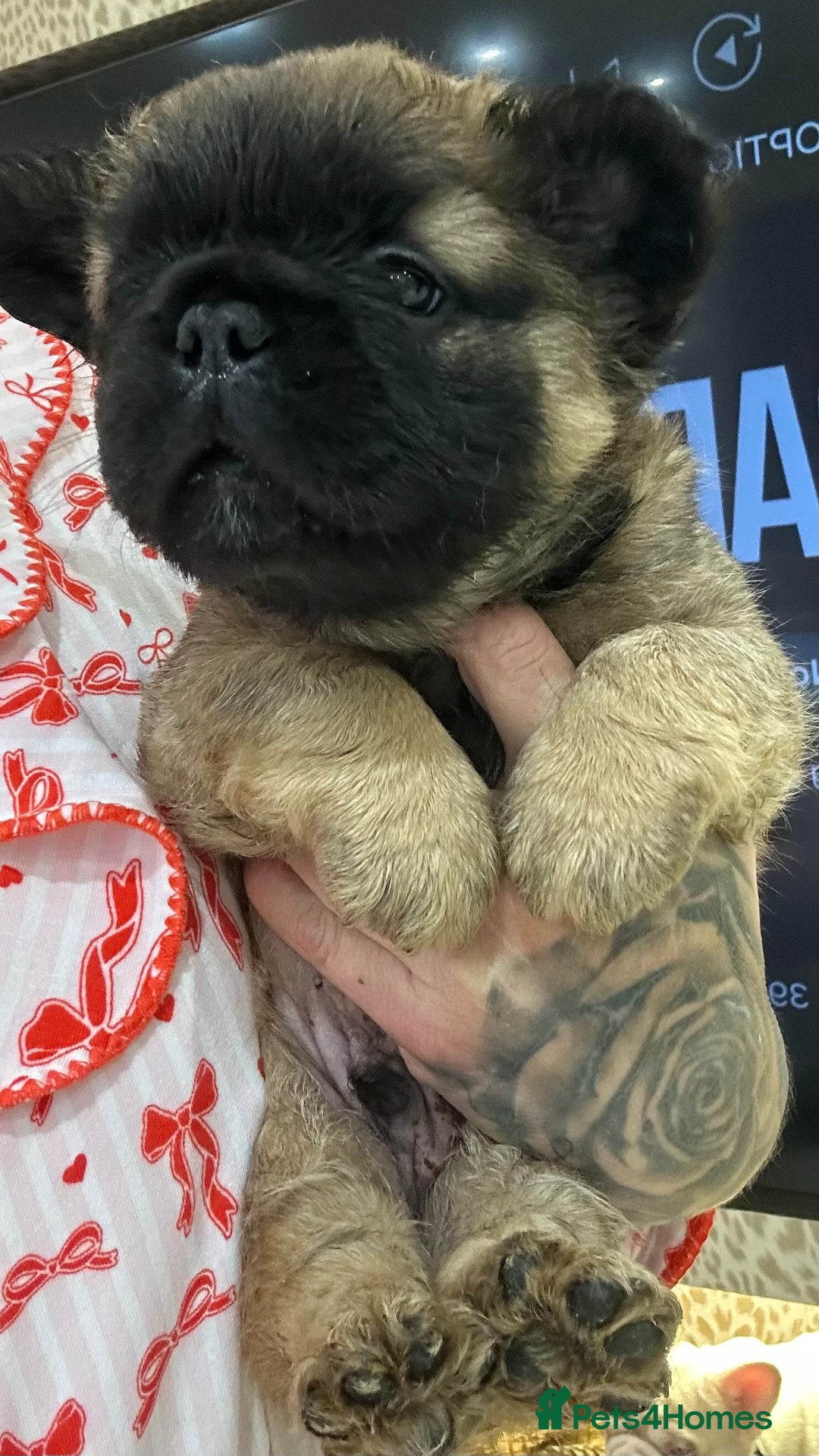 French Bulldog dogs for sale: Beautiful fluffy boys frenchie Puppies  - Advert 2