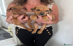 Mixed Breed dogs for sale: Doberman puppies for sale - Image 5