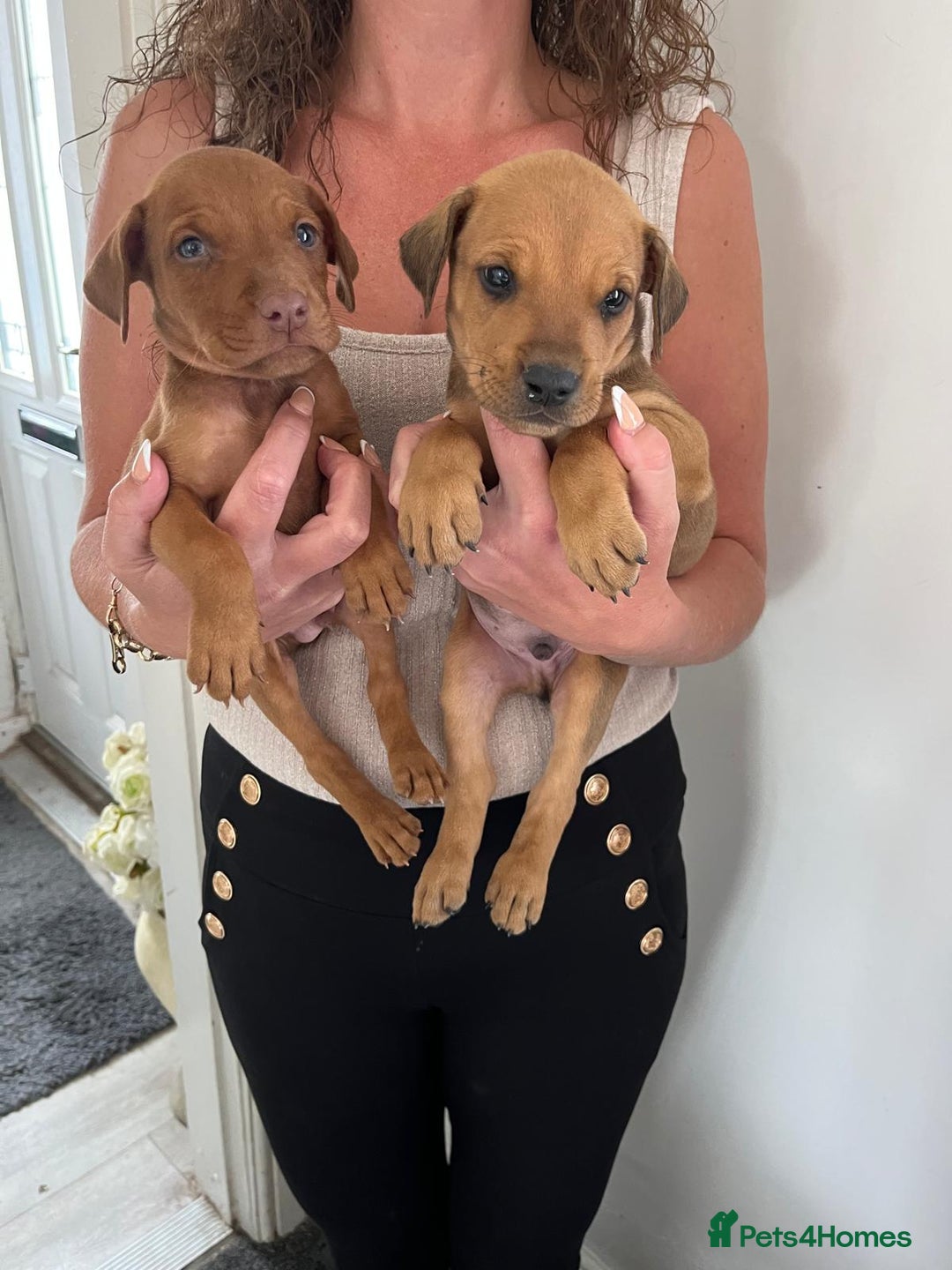 Mixed Breed dogs for sale: Doberman puppies for sale - Image 5